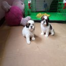 ลูกชิสุทอยสายพันธ์แท้