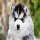 เอาใจคนรักไซบีเรียน ฮัสกี้ เกรดไฮเอนคัดคุณภาพ Allbest Kennel 