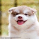 ไซบีเรียนซื้อที่ไหนก็ซื้อได้" แต่หากอยากได้เกรดคุณภาพคุณต้องมา Allbest เท่า...