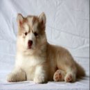 ซื้อไซบีเรียนซื้อที่ไหนก็ซื้อได้" แต่หากอยากได้เกรดคุณภาพคุณต้องมา Allbest...