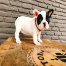 frenchbulldogเพศเมีย สีขาวดำ ราคา20,000บาท มีใบเพ็ด