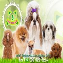 💥💥💥จำหน่ายลูกชิสุห์พันธุ์🐶แท้เกรดสวยมีบริการส่งร...