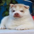 ขายลูกไซบีเรียนสีไรท์เรดตาฟ้าคู่ เด็กชาย  แม่พันธุ์ชุดนี้เป็นลูก Thailand แชมป์ท...