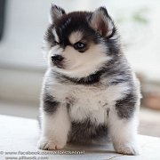 ซื้อไซบีเรียนซื้อที่ไหนก็ซื้อได้" แต่หากอยากได้เกรดคุณภาพคุณต้องมา Allbest...