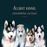ศูนย์รวมไซบีเรียนฮัสกี้ เกรดไฮเอนที่ใหญ่ที่สุดในประเทศไทย  Allbest kennel