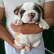 English Bulldogs