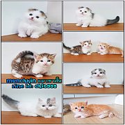 ขายแมวมัชกิ้น ขาสั้น สวยๆน่ารักมาก คุณภาพ