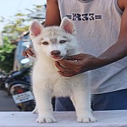 ขายลูกไซบีเรียนสีไรท์เรดตา2สี เด็กชาย 