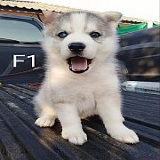 ไซบีเรียน ฮักกี้แท้ราคาเบาๆ