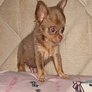 น้องได้บ้านใหม่แล้ว ชิวาวา ด่วนราคาพิเศษ ตัวเล็กหัวสวยจมูกสั้นหัก90องศา สายเลือด...