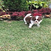 น้องชิวาวาขนยาว เพศชาย