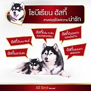 หยุดเสี่ยง!ซื้อไซบีเรียนไม่ได้คุณภาพ allbestkennel ฟาร์มไซบีเรียนเกรดไฮเอน ให้เร...