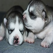 ฟาร์มสุนัข บางนาไซบีเรียน ฮัสกี้เปิดจอง ไซบีเรียนเพศเมีย สีเทาขาว