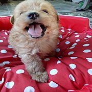 พุดเดิ้ลปอมตัวผุ้