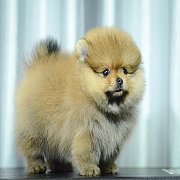 FYPOM KENNEL ขายน้อง Muffin สีส้ม เพศเมีย ไซส์มาตรฐาน ขนแน่นสองชั้น มีใบเพ็ดดิกร...