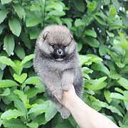 ปอมหน้าหมี สีส้ม หน้าสั้น สีสวย ตัวเล็ก สายเลือดดี สอบถามเพิ่มเติมได้ที่ Line :...