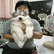 ลูกสุนัขไซบีเรียน  วูลลี่