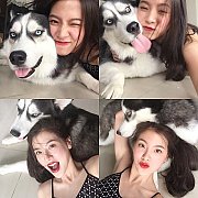 อยากเลี้ยงไซบีเรียนต้องที่allbest kennel เท่านั้น