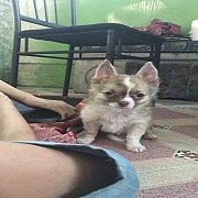 ลูกชิวาว่าขนยาวไซด์เล็ก 3500