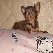 น้องได้บ้านใหม่แล้วจร้า ชิวาวา ถูกๆตัวเล็กๆสวยๆ(เด็กหญิง) สีบลูไลแลต สีหายาก