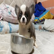 น้องได้บ้านใหม่แล้วจร้า ชิวาวา ถูกๆตัวเล็กๆสวยๆ(เด็กชาย) สีขาวบลู สีหายาก