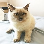 น้องเหมียวพันธุ์แร็กดอลล์ (ragdoll) สุดน่ารัก อายุ 5 เดือนครึ่ง 
