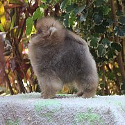 Male for sale.  3 month.  แบ่งขายปอม เพศผู้ วัย 3 เดือน เกรดพ่อพันธ์ ราคา 20,000...