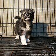 ไซบีเรียน ผสม บางแก้ว ฟอร์มหมีๆ โครงสร้างสวยจ้า