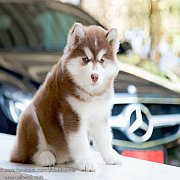 ฟาร์มไซบีเรียนฮัสกีที่ใหญ่ที่สุดในไทย มีให้เลือกมากมายหลายสไตล์ Allbest เท่านั้น