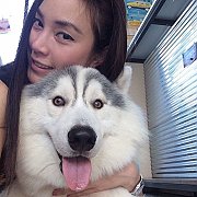 ศูนย์รวมไซบีเรียนฮัสกี้ เกรดคุณภาพที่ใหญ่ที่สุดในไทย  Allbest kennel