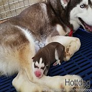 เปิดจองงแล้วจ้าาา ไซบี้ กึ่งวูลลี่