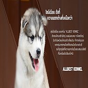 หากอยากได้ไซบีเรียน ที่เน้นคุณภาพเกรดHi-end ต้อง มา Allbest