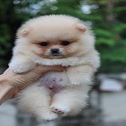 ปอมหน้าหมี สีครีม หน้าสั้น สีสวย ตัวเล็ก สายเลือดดี สอบถามเพิ่มเติมได้ที่ Line :...