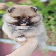 ปอมแท้หน้าสั้น เพศเมีย ตัวเล็ก ขาใหญ่ สายเลือดดี การันตีความสวย นัดเข้าชมตัวจริง...