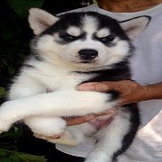 ไซบีเรียนเพศเมีย