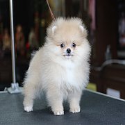 ปอมแท้หน้าสั้น เพศเมีย ตัวเล็ก ขาใหญ่ สายเลือดดี การันตีความสวย นัดเข้าชมตัวจริง...