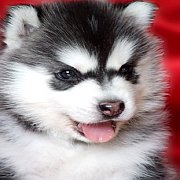 ซื้อไซบีเรียนซื้อที่ไหนก็ซื้อได้" แต่หากอยากได้เกรดคุณภาพคุณต้องมา Allbest...