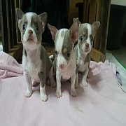 ชิวาว่า เพศเมีย สีขาวบลู