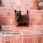 ชิวาวาขนยาว  ปิดการขาย
