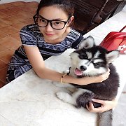 หยุดเสี่ยงซื้อไซบีเรียน ไม่มีคุณภาพ ซื้อมาถัดมาไม่กี่วันตาย allbest kennelให้เรา...