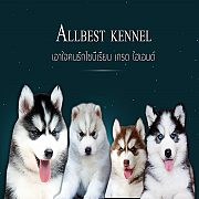 ไซบีเรียนฮัสกี้ที่เหนือกว่าไซบีเรียนทั่วไป Allbest kennel