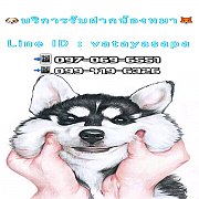 บริการรับฝากเลี้ยงน้องหมาทุกวันเสาร์และวันอาทิตย์