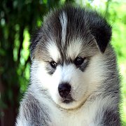 Allbest ไซบีเรียนฮัสกี้เราคัดเลือกสิ่งที่ดีที่สุดเสมอ และไม่เคยคิดหยุดพัฒนา เน้น...