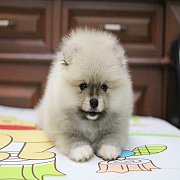 ปอมแท้หน้าสั้น ตัวเล็ก ขาใหญ่ สายเลือดดี การันตีความสวย นัดเข้าชมตัวจริงได้ที่ L...