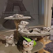 ขาย Scottish Fold หูพับ หูตั้ง เด็กชาย 2 เดือน เหลือ 2 ตัวแล้วนะคับ ติดต่อเบอ 08...