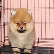 ปอมหน้าหมี สีส้ม หน้าสั้น สีสวย ตัวเล็ก สายเลือดดี สอบถามเพิ่มเติมได้ที่ Line :...