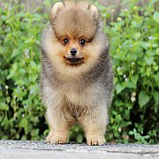 ปอมหน้าหมี เพศผู้ สีส้ม หน้าสั้น ตัวเล็ก ขาใหญ่ สายเลือดดี สอบถามเพิ่มเติมได้ที่...