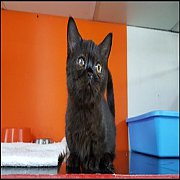 Munchkin Cat for sale