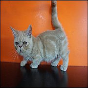 ขายแมว Munchkin น้องแมวขาสั้น เพศเมีย 