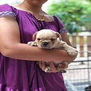 เปิดจองเฟรนบลูด็อกผู้5เมีย1สนใจโทร0841793015(ไก่)